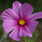 Anemone im heimischen Garten