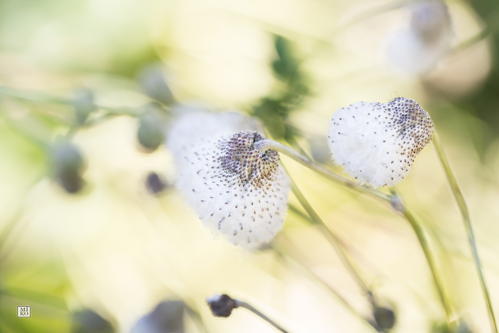 Anemone im Herbst