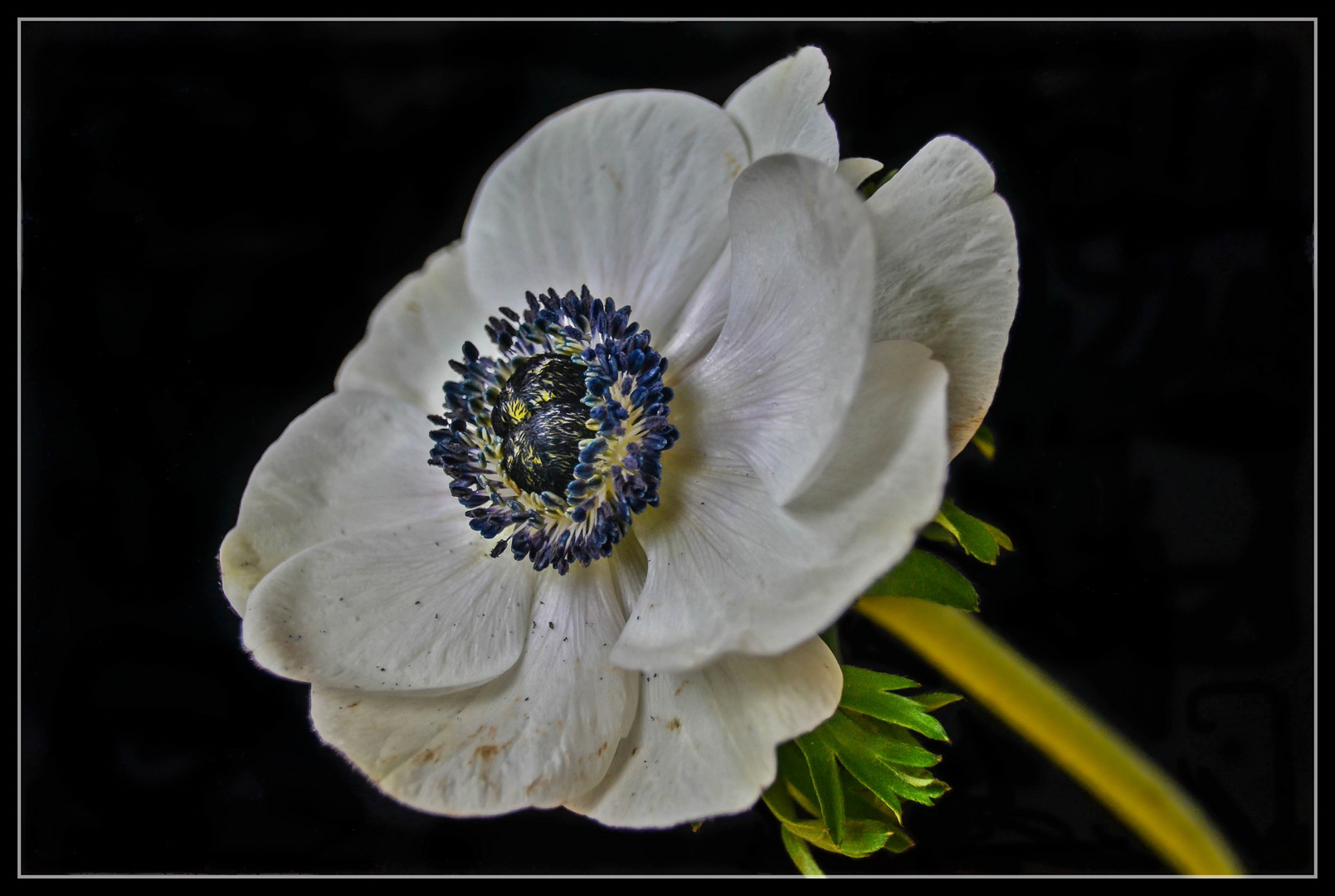 Anemone im Hochzeitskleid