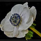 Anemone im Hochzeitskleid