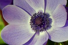 Anemone im Keukenhof, Lisse (NL)