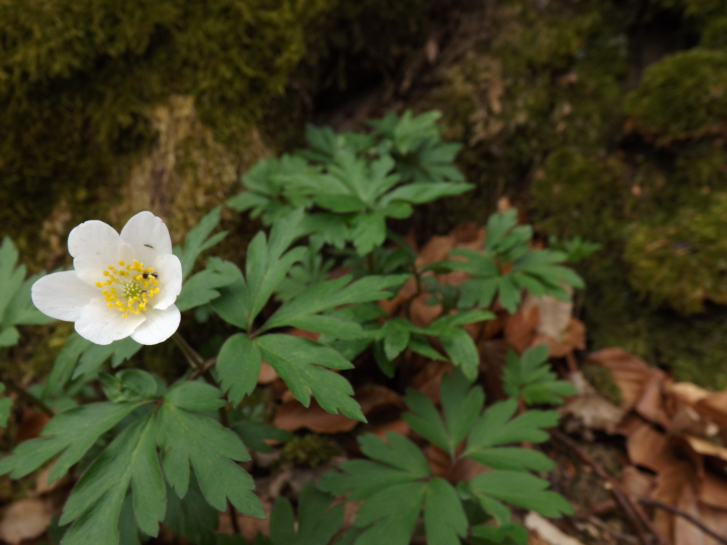 Anemone im Moos