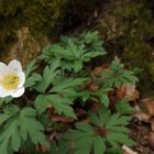 Anemone im Moos