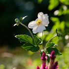 Anemone im Morgenlicht