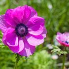 Anemone im Morgenlicht