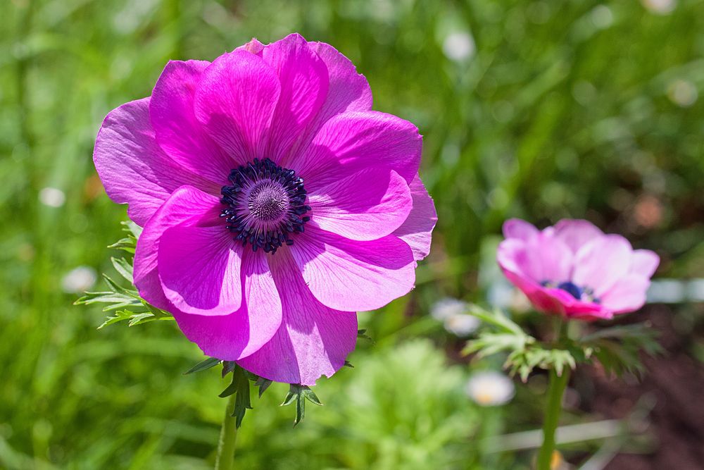 Anemone im Morgenlicht