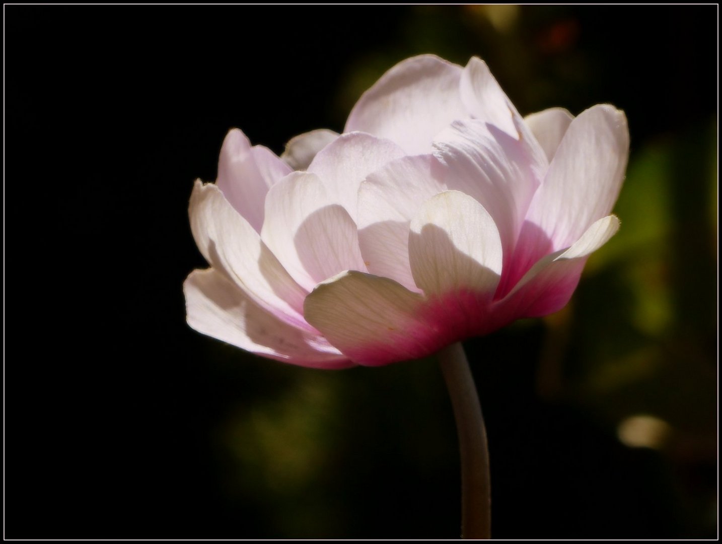 Anemone im Sonnenlicht