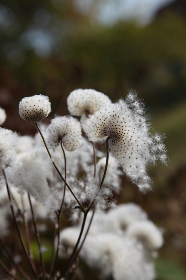 Anemone im Wegfliegen