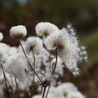 Anemone im Wegfliegen