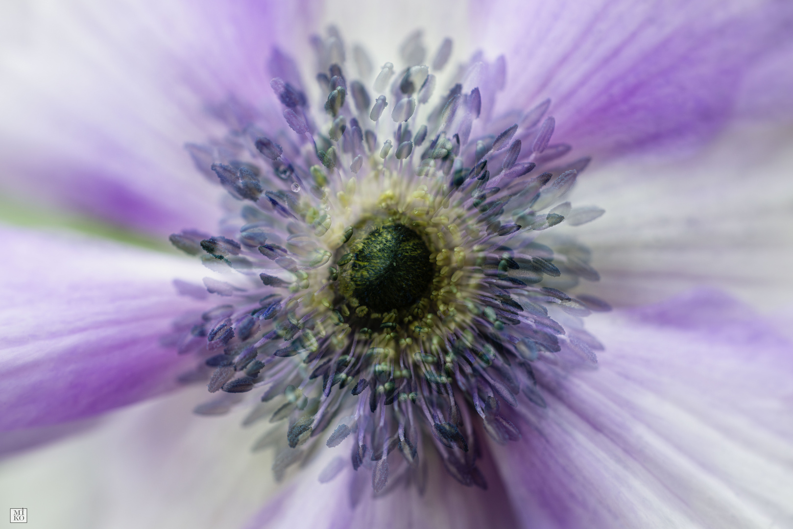 Anemone in Abstraktion