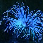 Anemone in Blau