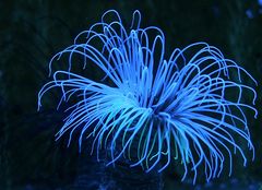 Anemone in Blau