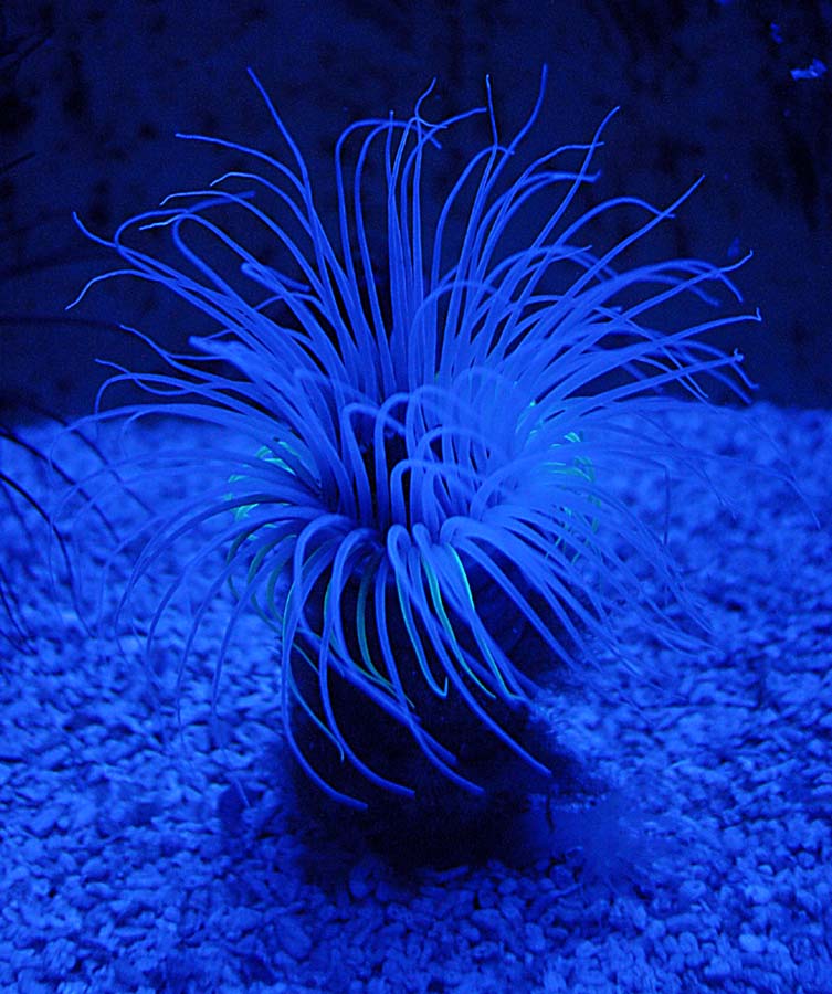 Anemone in blau...