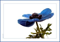 ~Anemone in Blau~