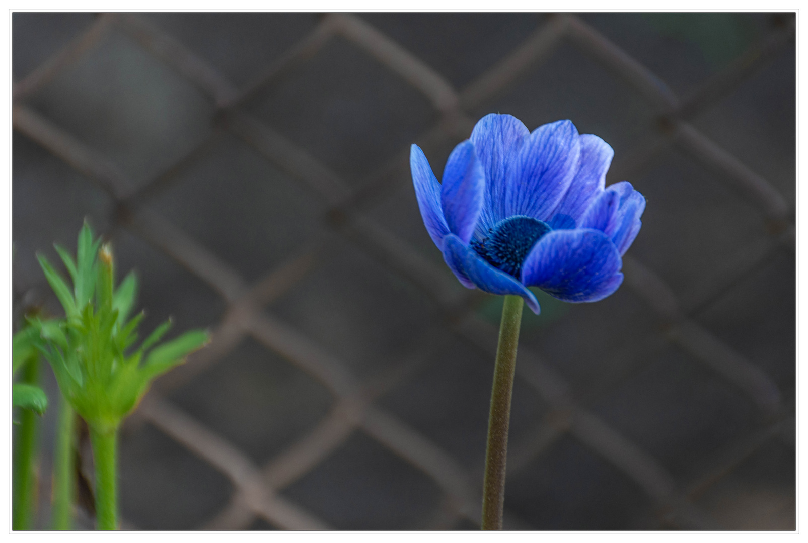 Anemone in Blau I