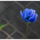 Anemone in Blau I