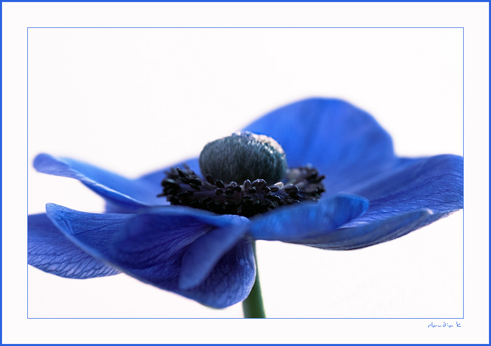 ~ Anemone in Blau II ~