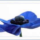 ~ Anemone in Blau II ~