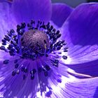 Anemone in blu