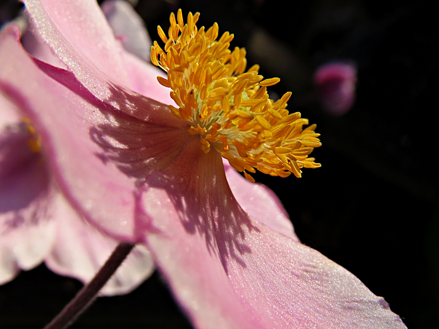 Anemone in der Sonne zum Thementag