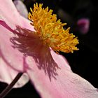 Anemone in der Sonne zum Thementag