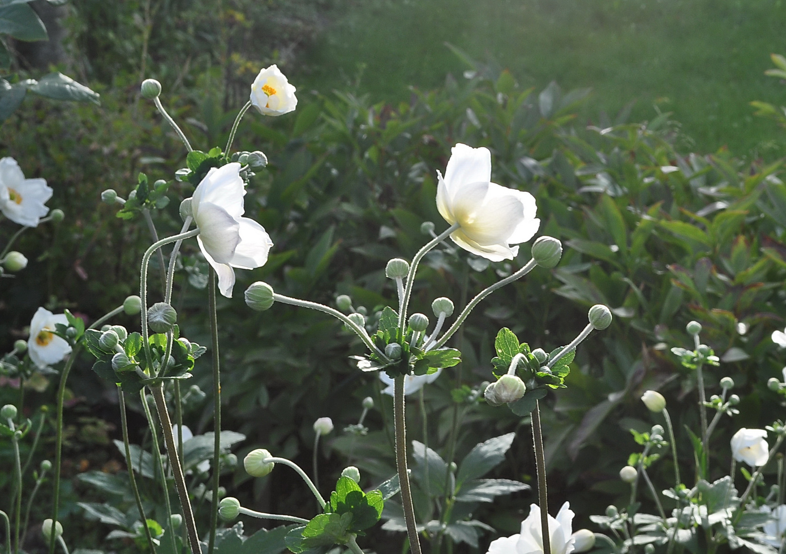 Anemone in einem Garten in Oldsum, Föhr