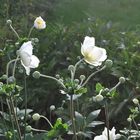 Anemone in einem Garten in Oldsum, Föhr