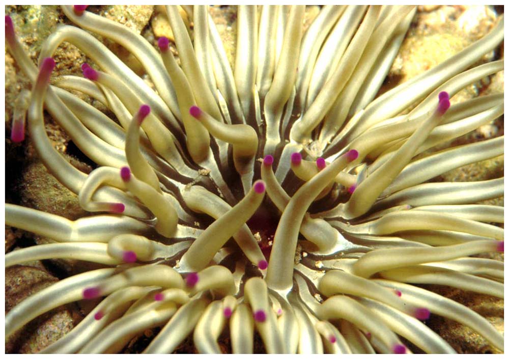 anemone in kroatien v.1