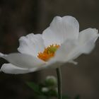 Anemone in meinem Garten