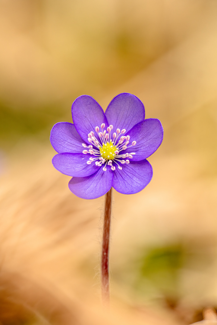 Anemone in Pastell