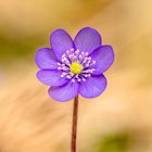 Anemone in Pastell