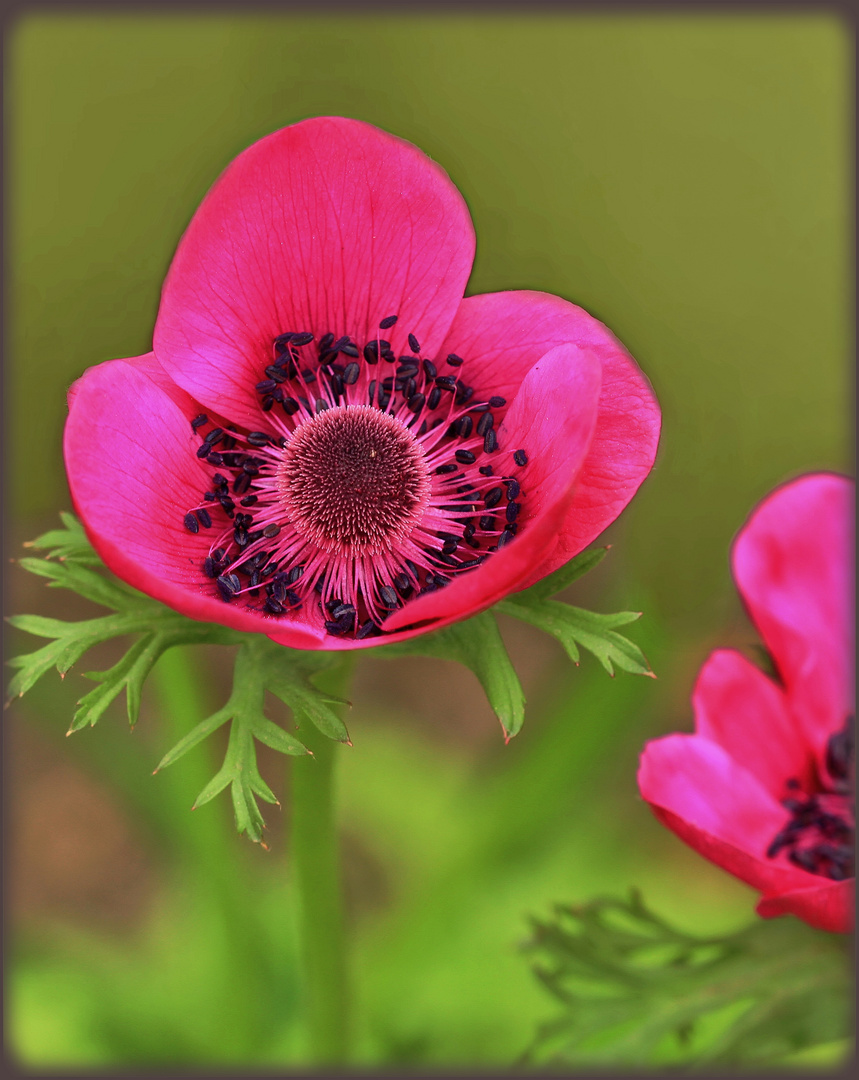 *Anemone in Pink*