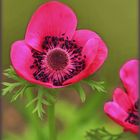*Anemone in Pink*