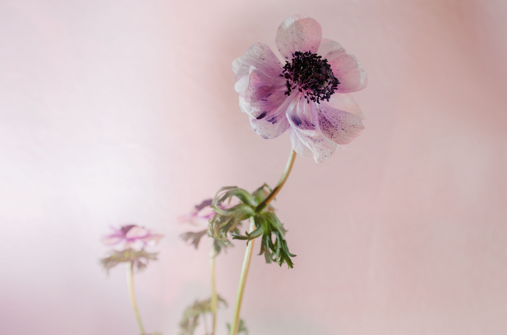 Anemone in rosa