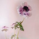 Anemone in rosa