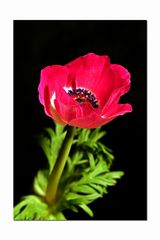 Anemone in rot