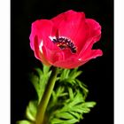 Anemone in rot