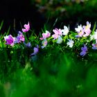 Anemone IV reloaded