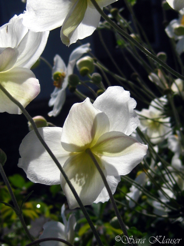 Anemone japonica