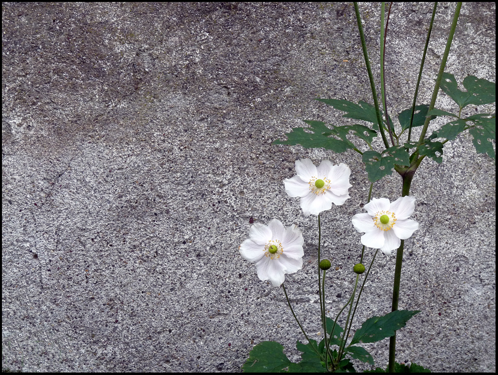 Anemone japonica