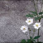 Anemone japonica