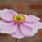 Anemone japonica