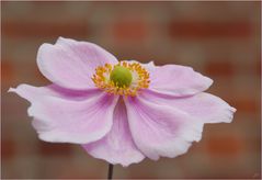 Anemone japonica