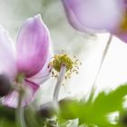 Anemone Japonica