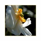 Anemone Japonica