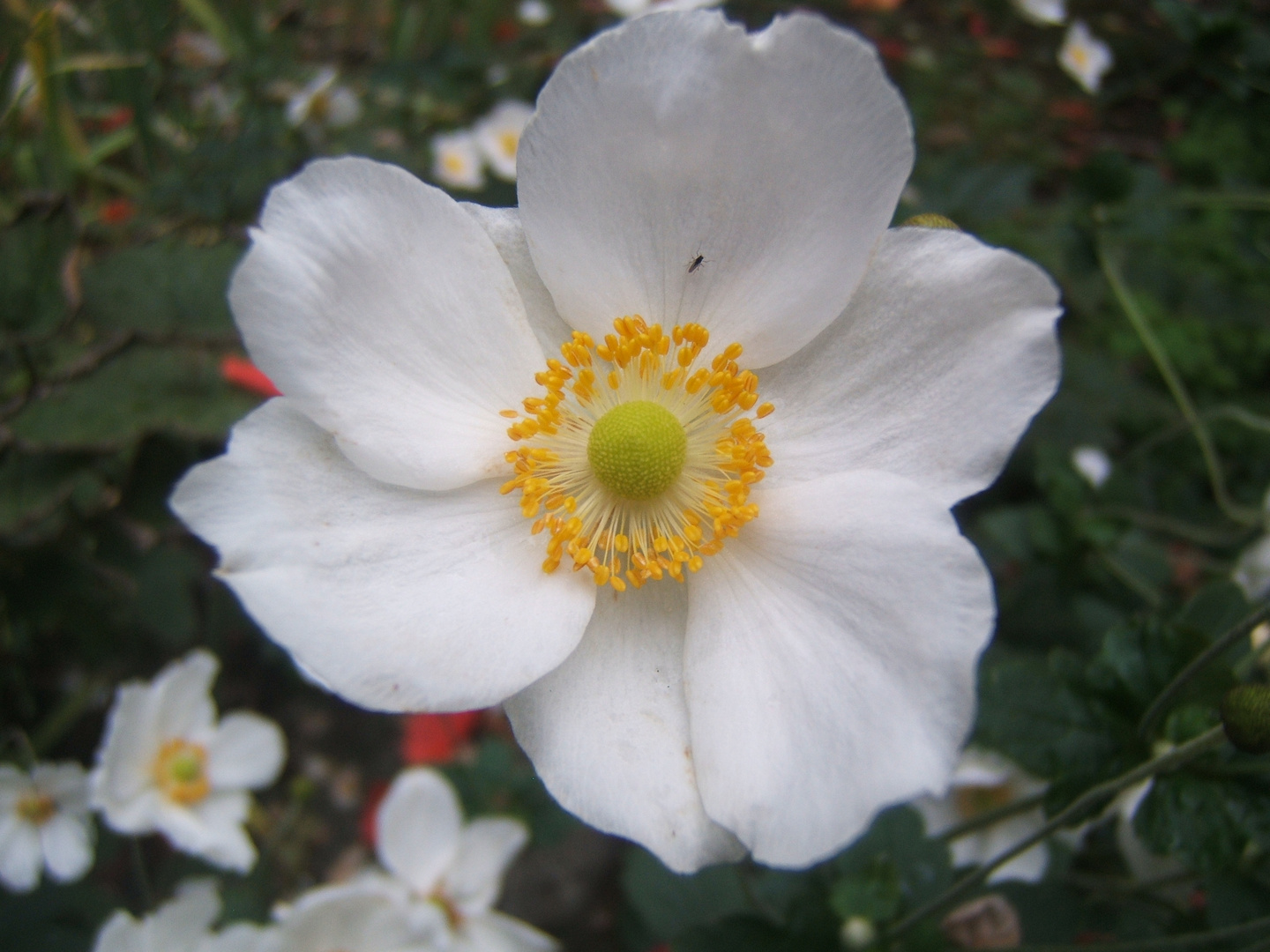 anemone japonica con intruso