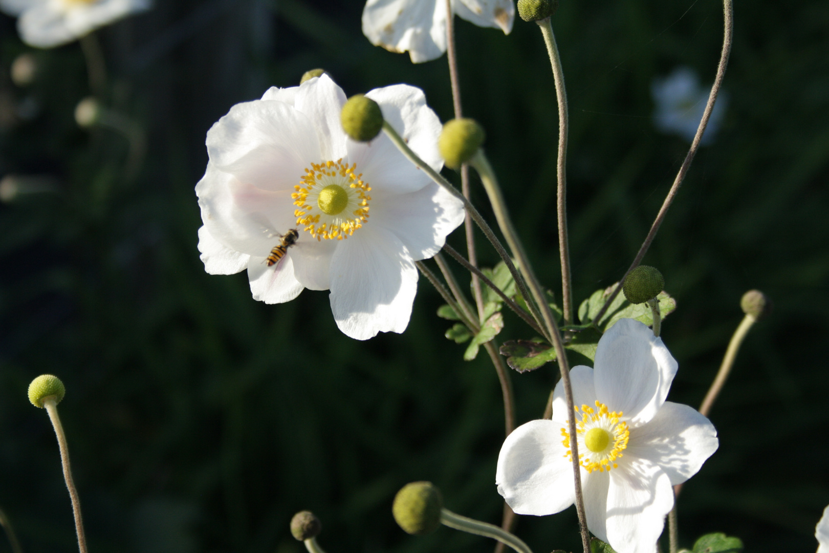 Anemone japonica 