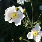 Anemone japonica 