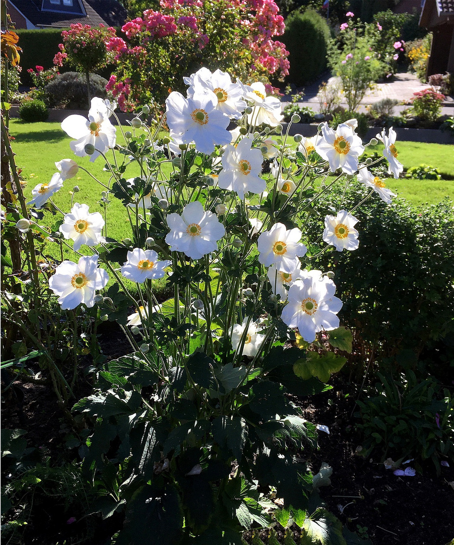 Anemone Japonica im Gegenlicht