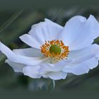 Anemone Japonika ...